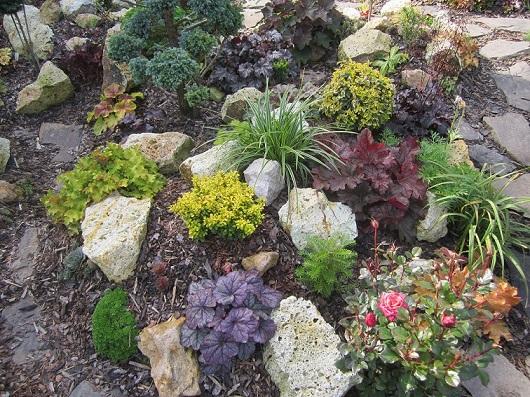 heuchera, janinka, 1