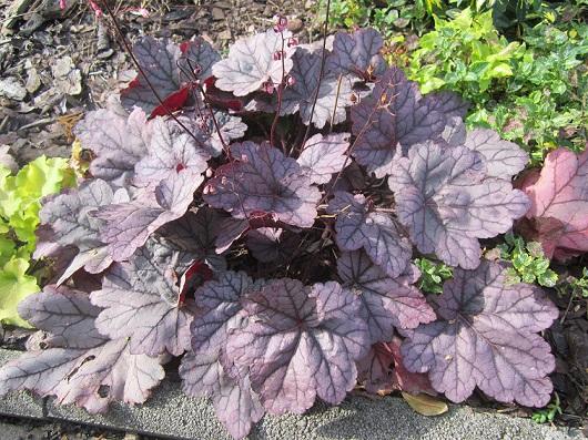 heuchera, janinka, 1