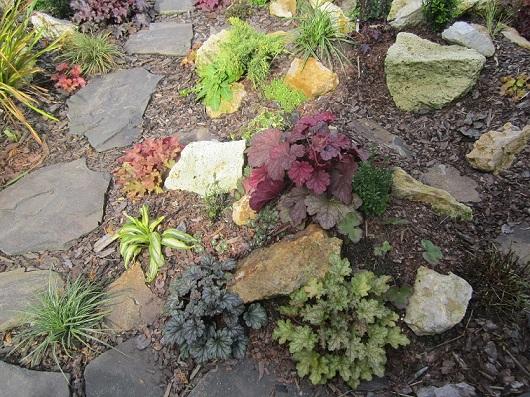 heuchera, janinka, 1