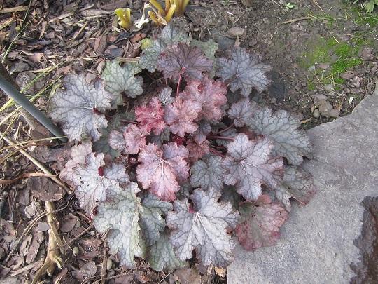 heuchera, janinka, 1