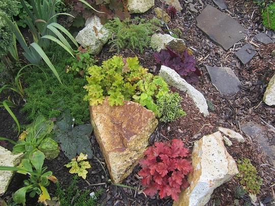 heuchera, janinka, 1
