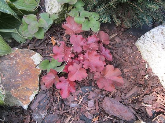 heuchera, janinka, 1