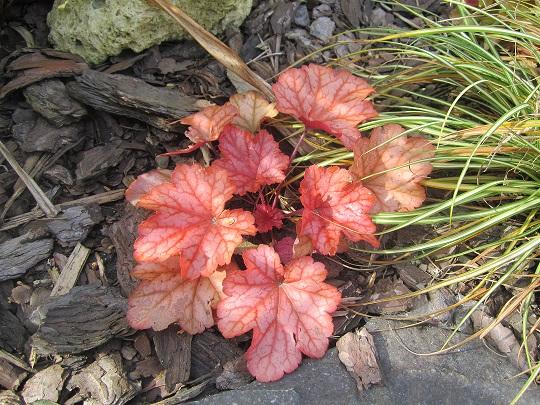heuchera, janinka, 1