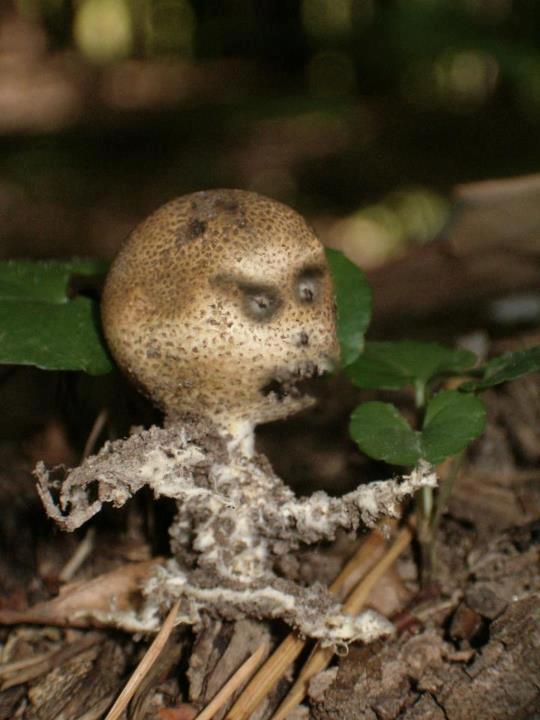 Invázia započala-pozooor!!!!, A všeličo ostatné Invázia započala-pozooor!!!!, A všeličo ostatné, mato.zahradnik, 1
