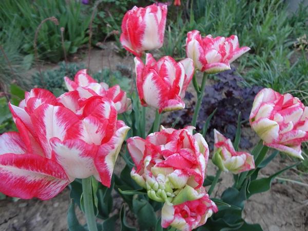 koľko tulipánov..., Okrasné záhradky, , 1