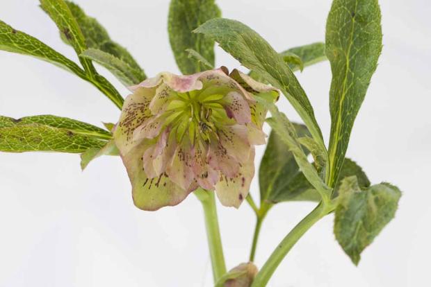 Helleborus, Kvetinové portréty, Klaudia K, 1