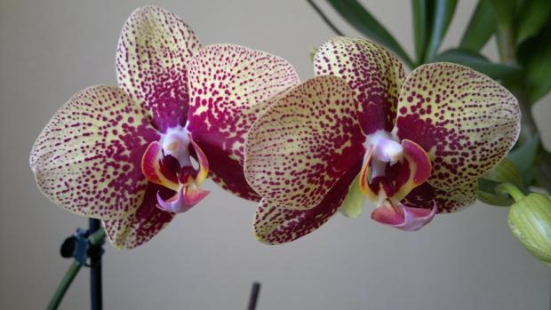 aj orchidka uz rozkvita :), Izbové kvety aj orchidka uz rozkvita :), Izbové kvety, mishenka123, 1