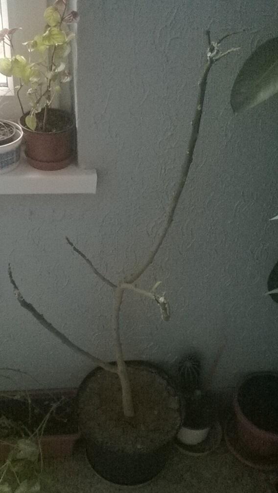 moja datura , Balkóny, michal50741, 1
