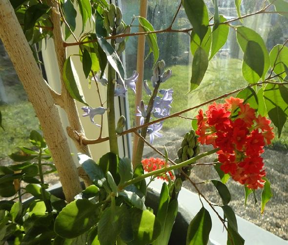 druhé kvitnutie kalanchoe, Izbové kvety druhé kvitnutie kalanchoe, Izbové kvety, , 1