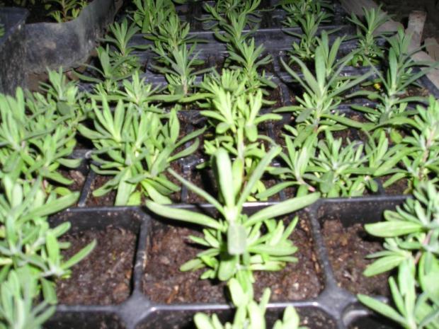 levandula, Obrazky k článkom, Mirkag, 1