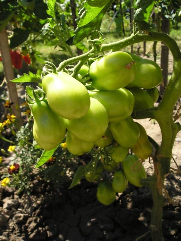 san marzano, Obrazky k článkom, Mirkag, 1