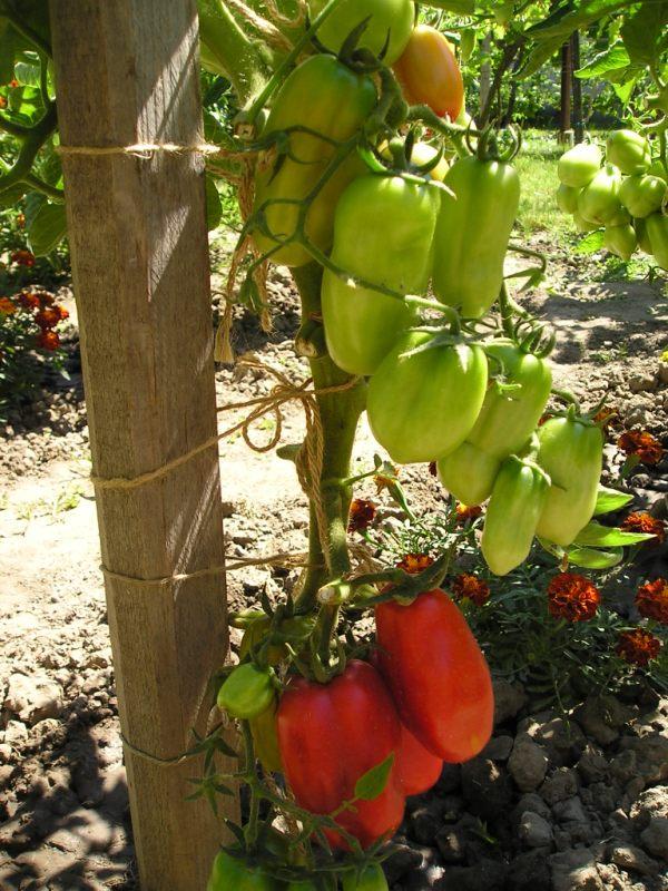 san marzano, Obrazky k článkom, Mirkag, 1