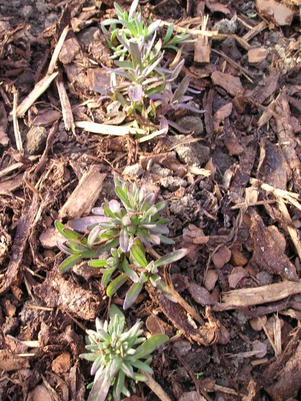 levandula, Obrazky k článkom, Mirkag, 1