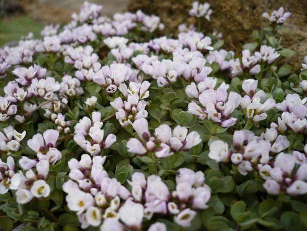 Aethionema oppositifolium, Skalky Aethionema oppositifolium, Skalky, alpinka, 1