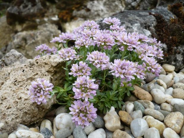 Thlaspi rotundifolium, Skalky Thlaspi rotundifolium, Skalky, alpinka, 1