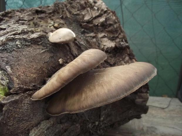 hliva..., A všeličo ostatné hliva..., A všeličo ostatné, jarka213, 1