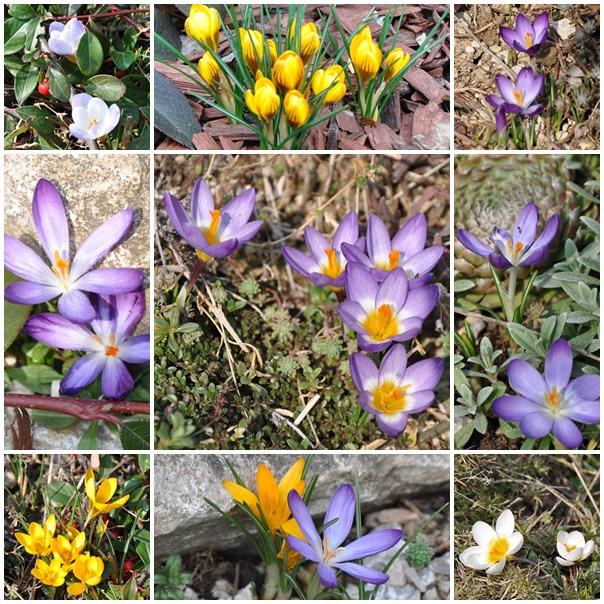 Tak aj ja dám crocusy, Skalky Tak aj ja dám crocusy, Skalky, tuleňka, 1