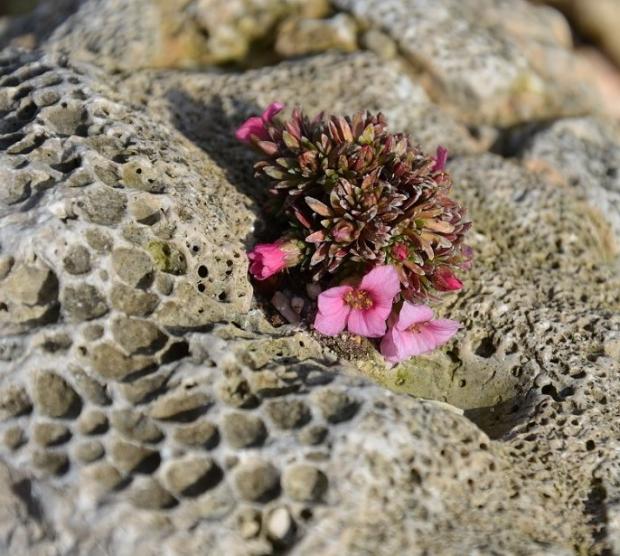 Saxifraga "Miluj ma" od Mirsk <3, Skalky Saxifraga "Miluj ma" od Mirsk <3, Skalky, , 1