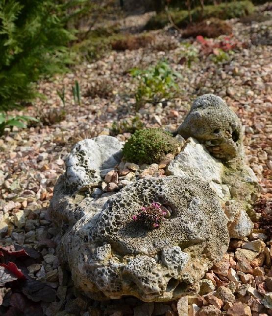 Saxifraga "Miluj ma" v kameni, Obrazky k článkom, , 1