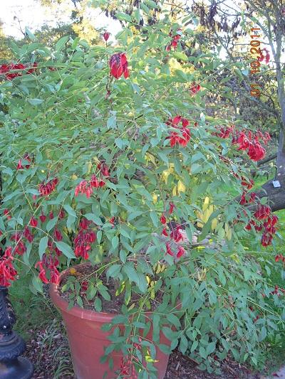 Erythrina crista galli, Obrazky k článkom, Plumeria-Fan, 1