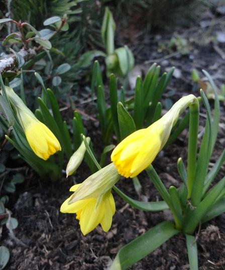 prvé narcisky , Skalky prvé narcisky , Skalky, , 1