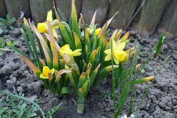 narcisky, Skalky narcisky, Skalky, erika3200, 1