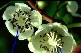 Kiwi kvet, Obrazky k článkom, Plumeria-Fan, 1
