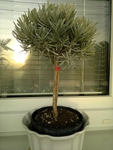 Levandula, A všeličo ostatné Levandula, A všeličo ostatné, JurinoTT, 1