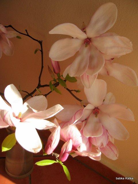 Magnolia, Kvety vo váze Magnolia, Kvety vo váze, babkaKatka, 1