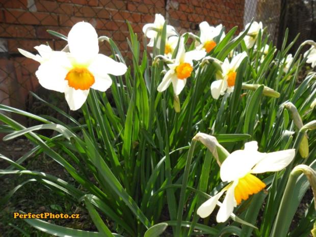 narcis, Kvetinové portréty, daniela4786, 1