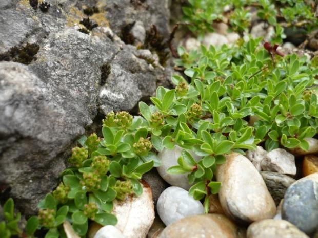 Salix x simulatrix, Skalky, alpinka, 1