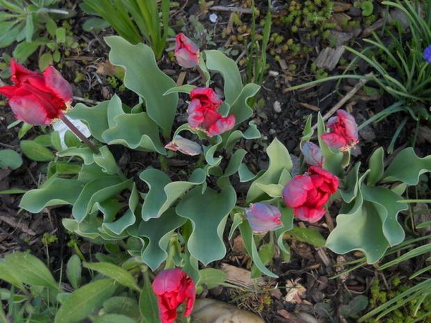 troška iné tulipánky, Obrazky k článkom, anezka.kapustova, 1