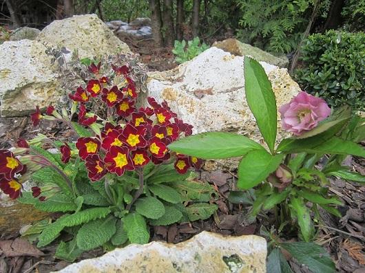 primula, Kvetinové portréty primula, Kvetinové portréty, janinka, 1