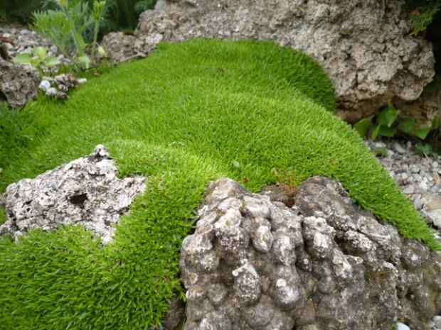 Minuartia stellata ´Minima´, Skalky, alpinka, 1
