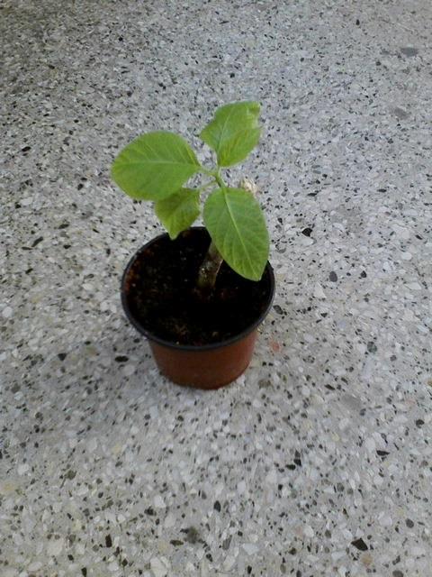 datura od mailin, Balkóny, michal50741, 1