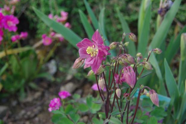 Orlíček Winky Rose Rose, Kvetinové portréty, Zuzka83, 1