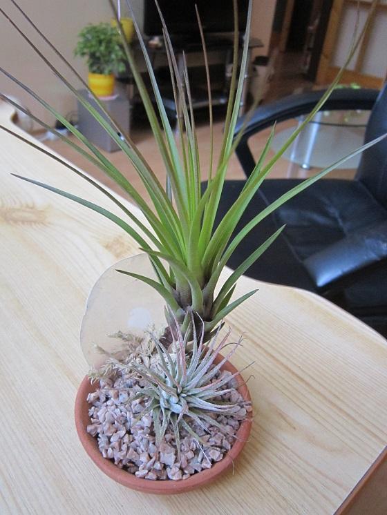 tillandsia, Sukulenty tillandsia, Sukulenty, Weronika, 1