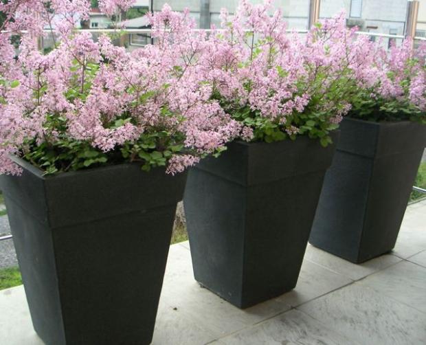 syringa meyeri Palibin, Balkóny, LubaArt, 1
