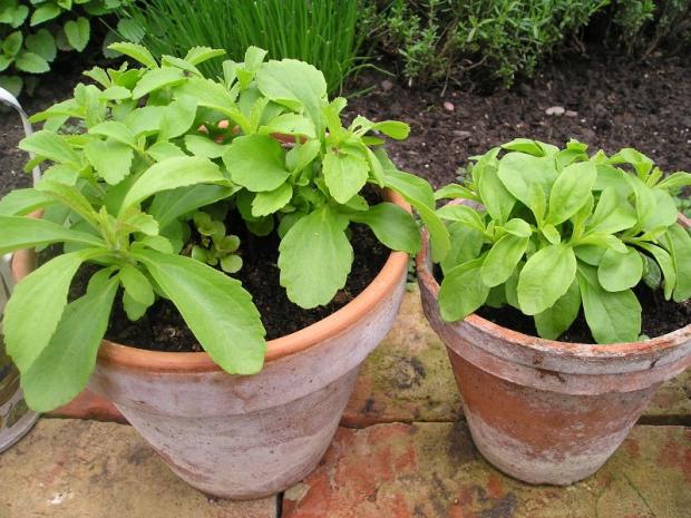 stevia, Obrazky k článkom, Mirkag, 1