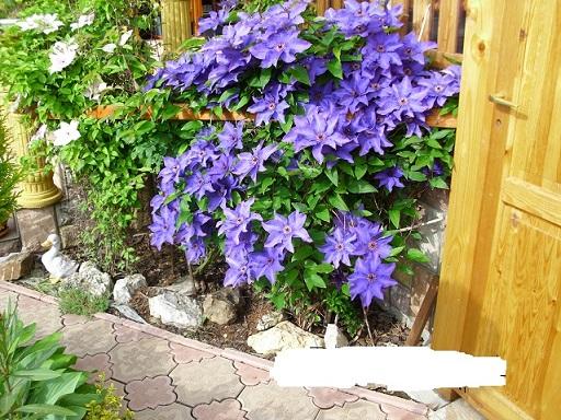 clematis, Kvetinové portréty, janinka, 1