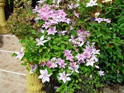 clematis clematis, janinka, 1