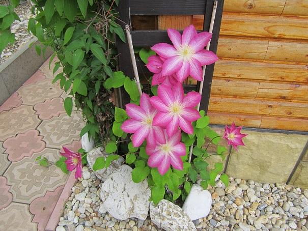 clematis clematis, janinka, 1