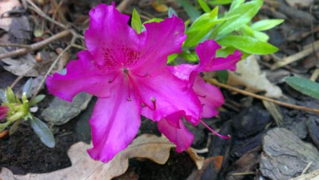 Azalea japonica "Blau Donau", Okrasné stromy a kry, Zuzka83, 1
