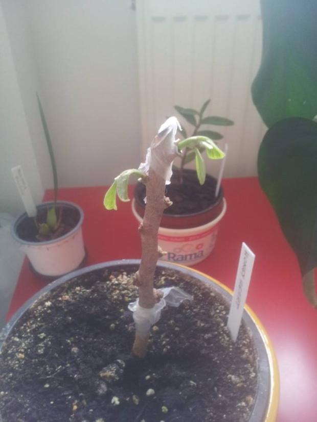 obrazok k clanku, Obrazky k článkom, Plumeria-Fan, 1
