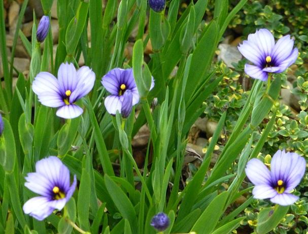sisyrinchium angustifolium, Kvetinové portréty, sisa111, 1