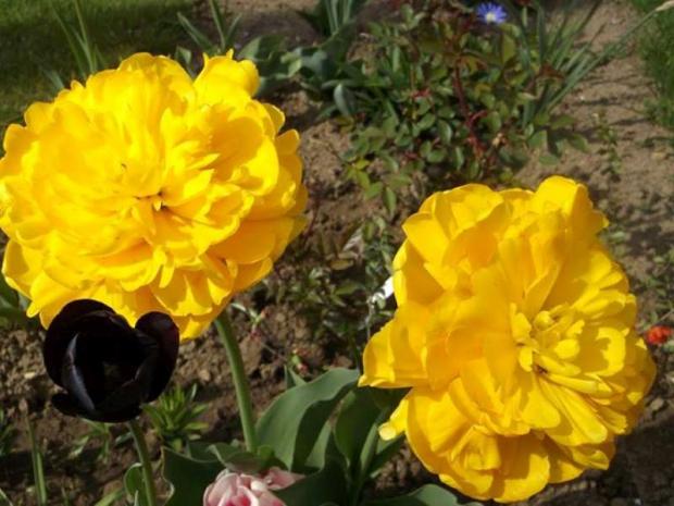 tulipány, Kvetinové portréty, sisus, 1