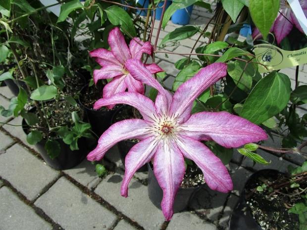clematis do zbierky clematis do zbierky, janinka, 1
