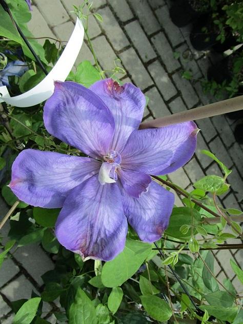 clematis do zbierky clematis do zbierky, janinka, 1