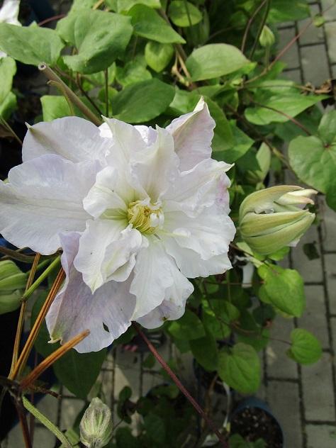 clematis do zbierky, janinka, 1