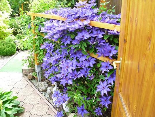 clematis, janinka, 1